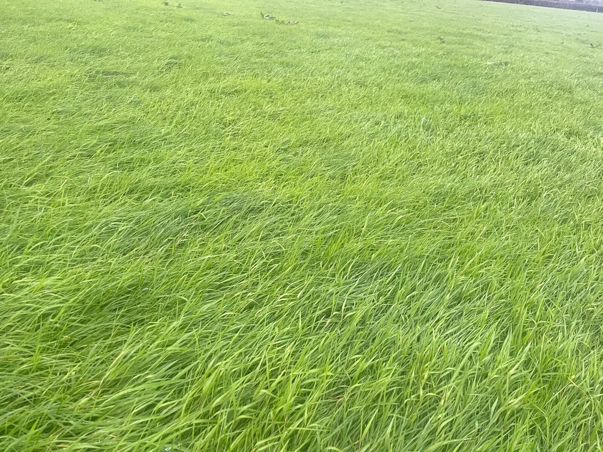 Silage - Image 2