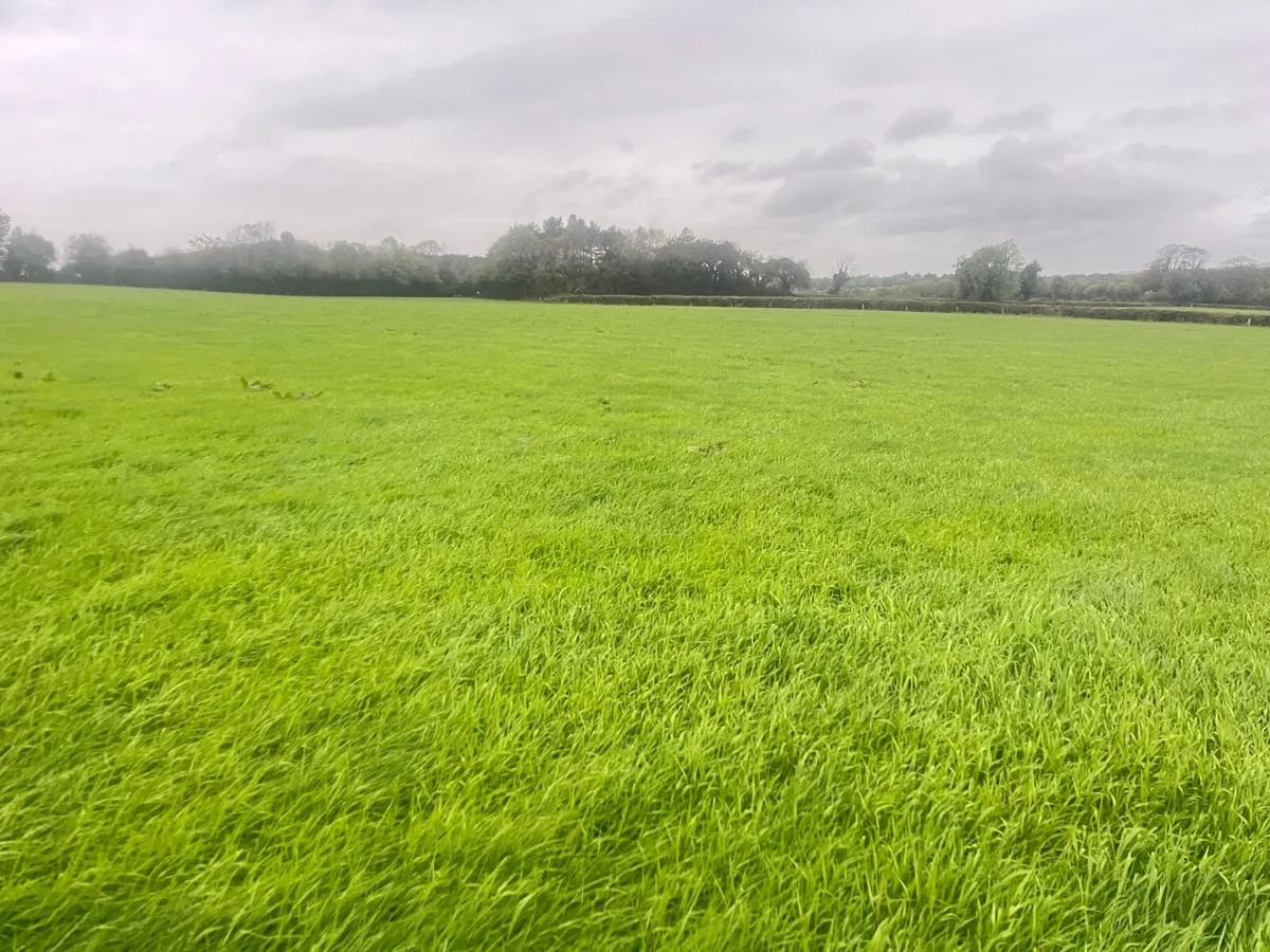 Silage - Image 3