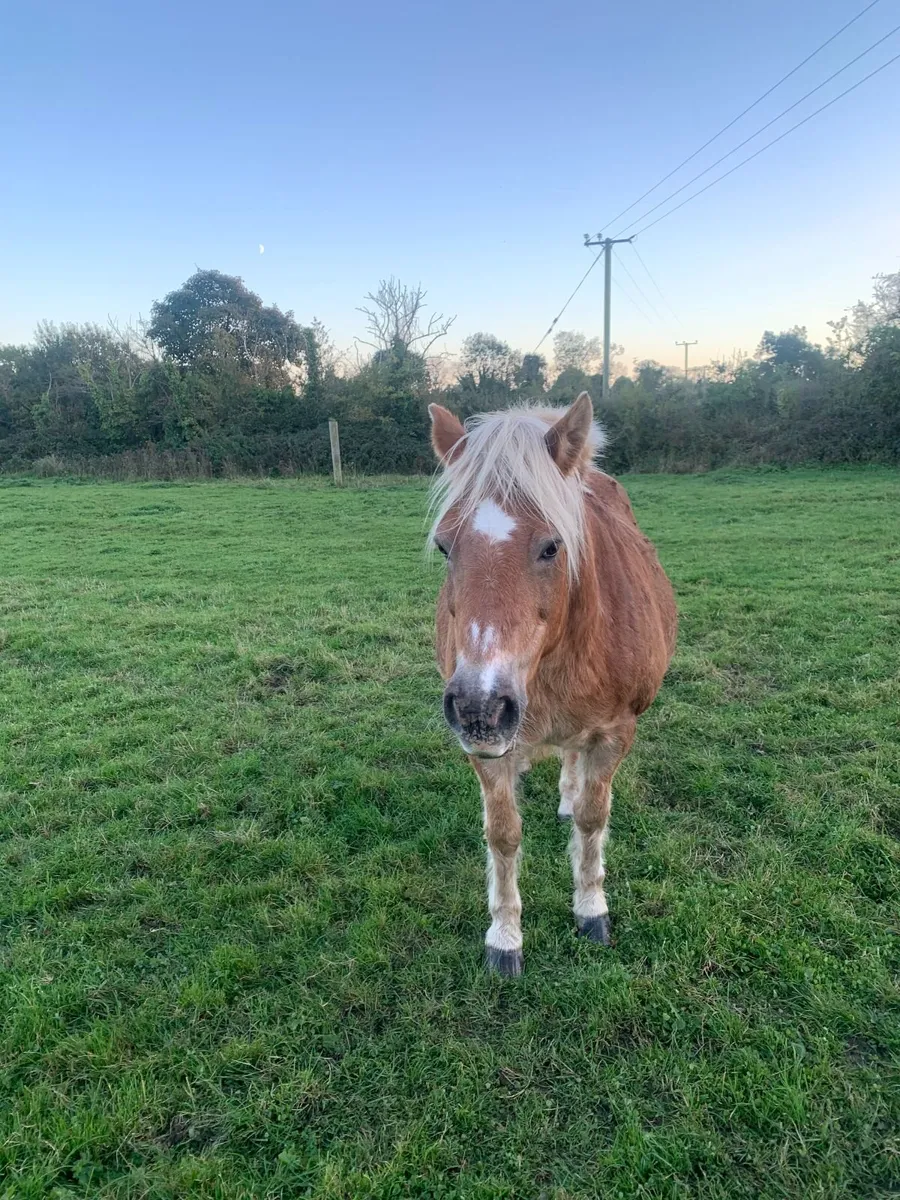 Pony for Sale - Image 3