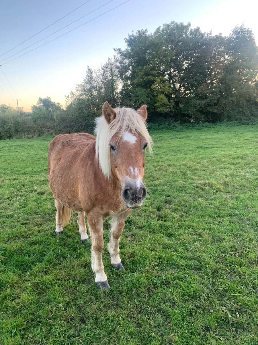 Pony for Sale - Image 2