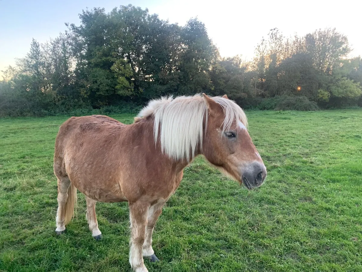 Pony for Sale - Image 4