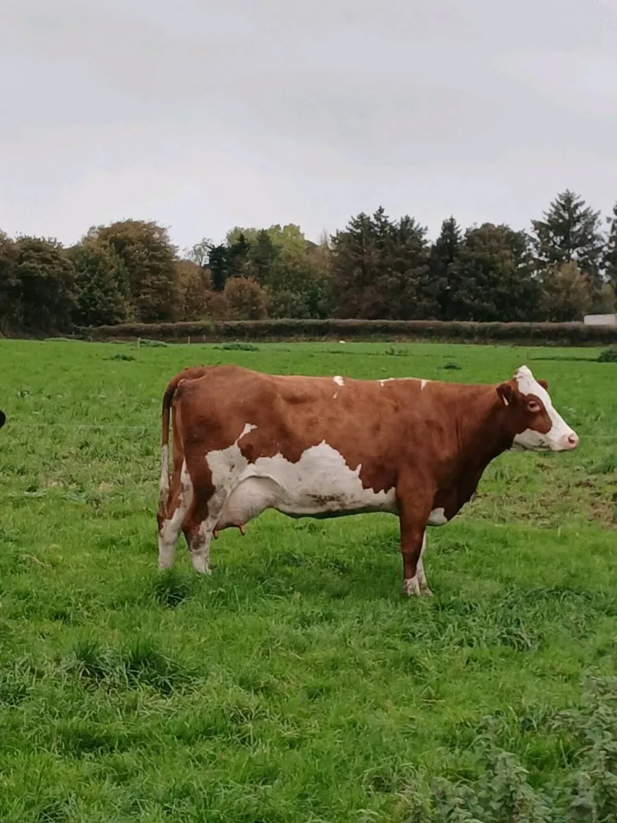Fresly Calved Cows - Image 2