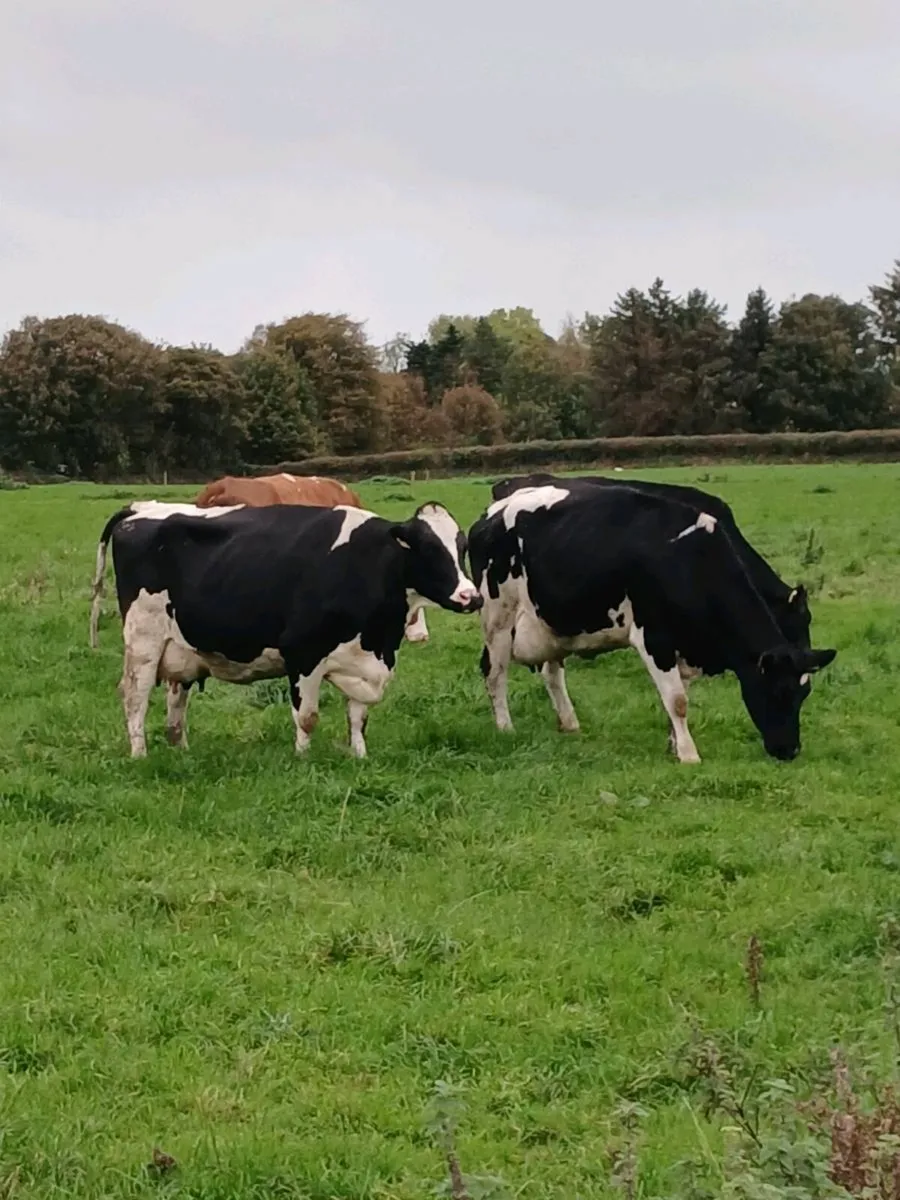 Fresly Calved Cows - Image 1