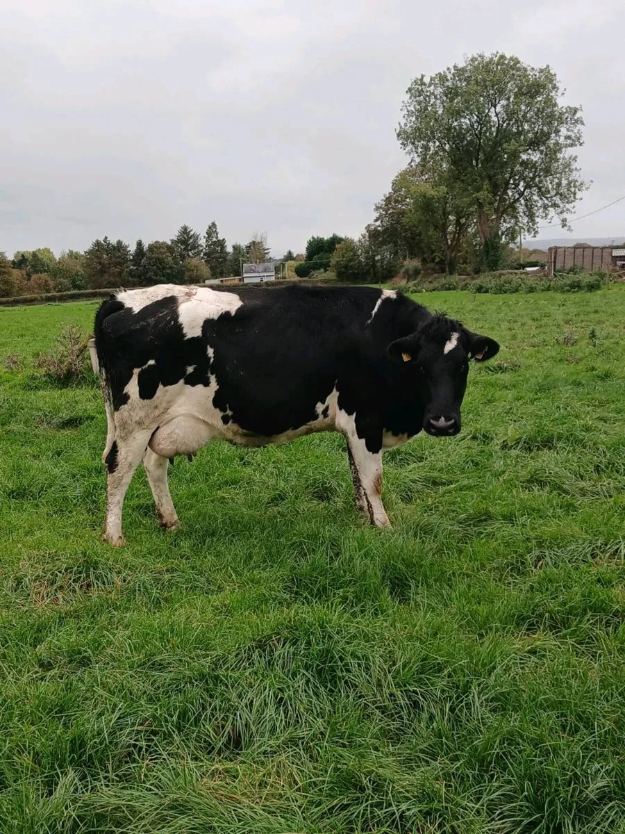 Fresly Calved Cows - Image 3