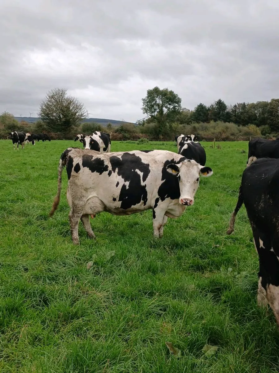Fresly Calved Cows - Image 4