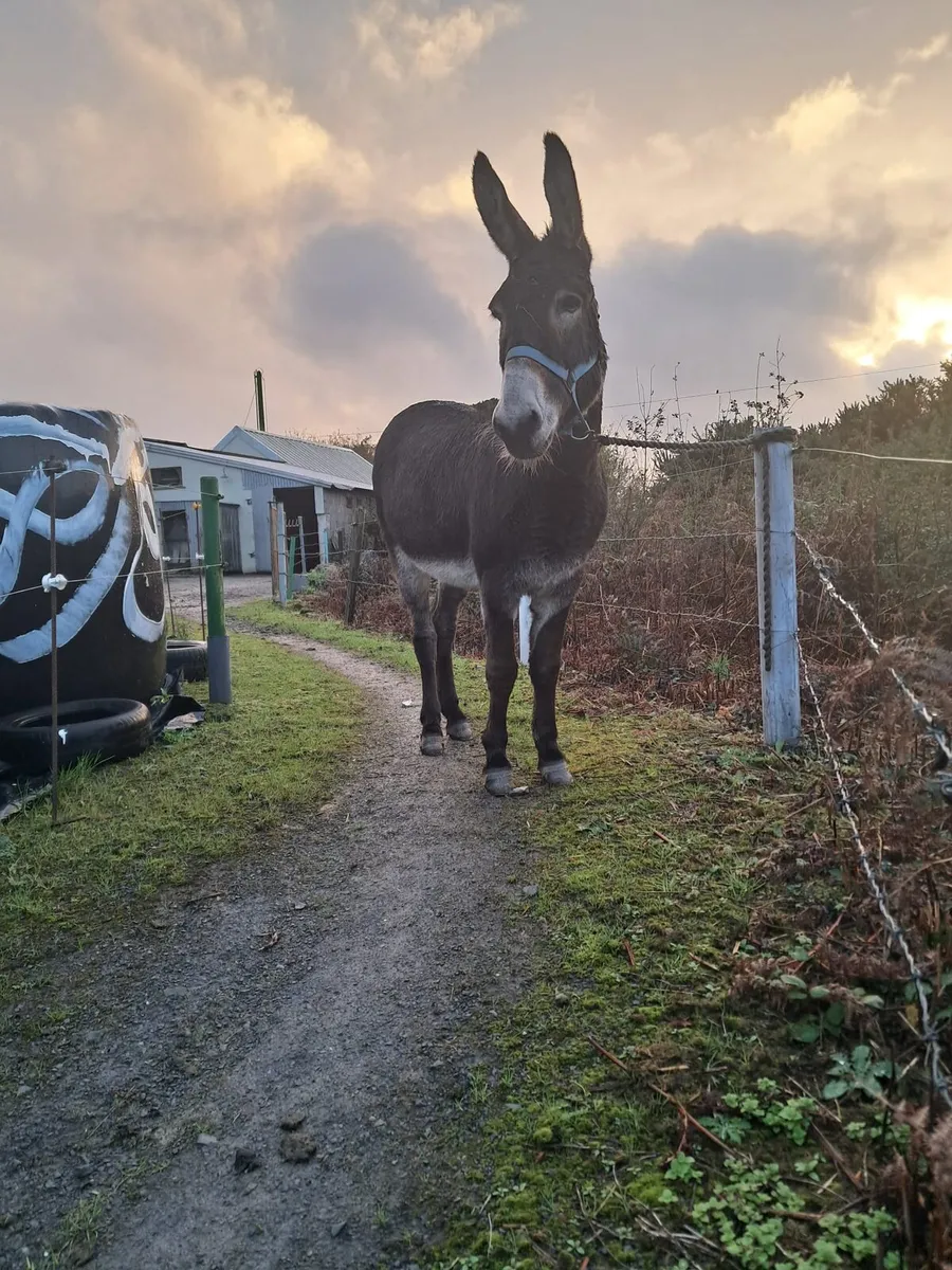 Mare donkey - Image 1
