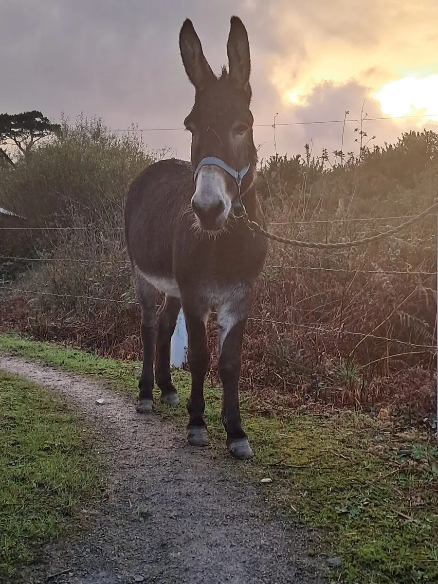 Mare donkey - Image 4