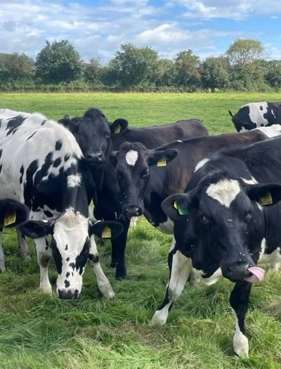 10 in Calf Heifers
