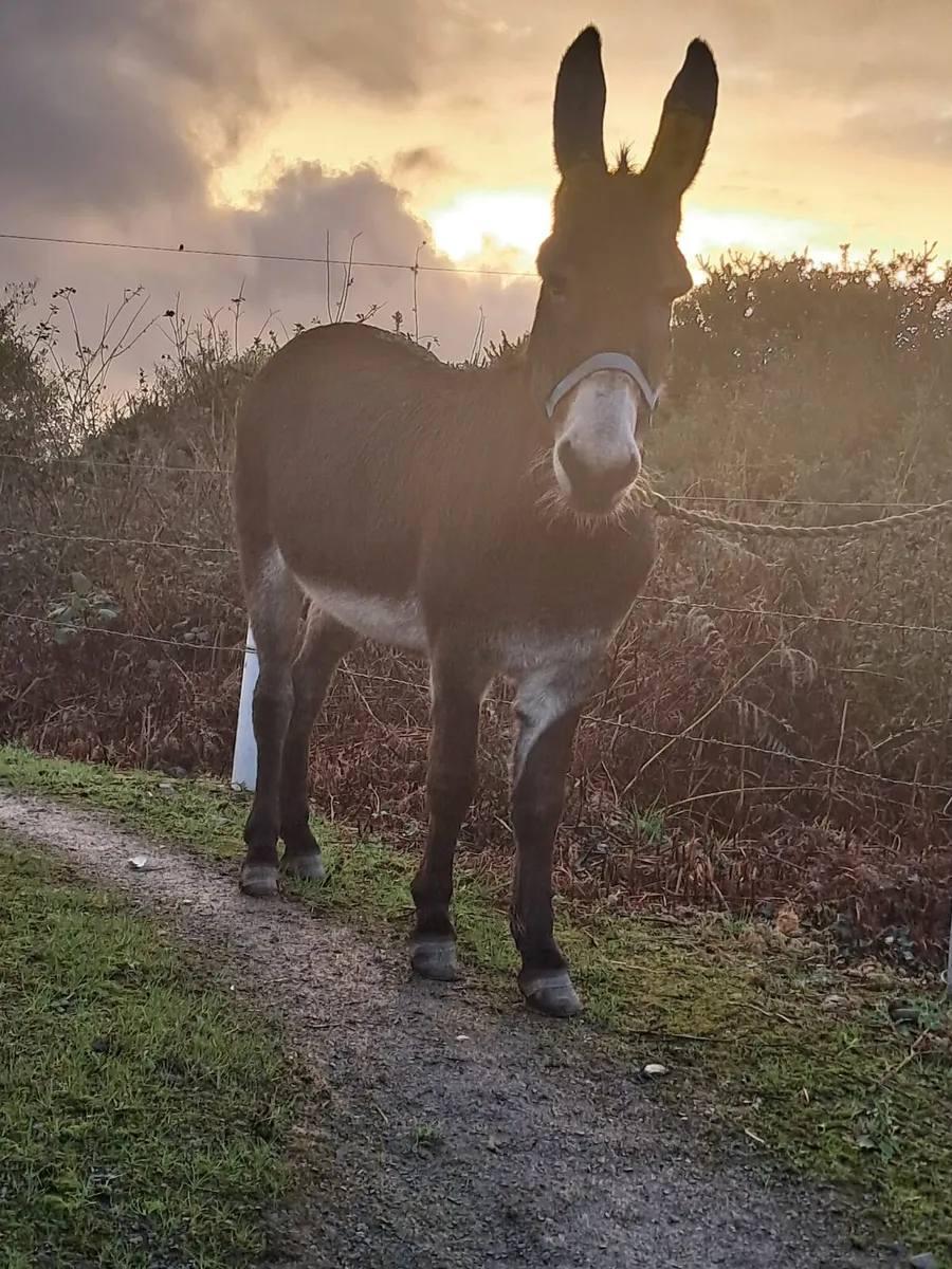 Mare donkey - Image 2