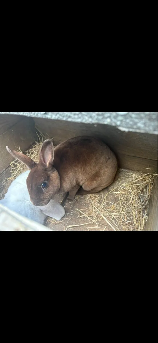 Chocolate mini Rex doe with/ without cage/hutch - Image 1