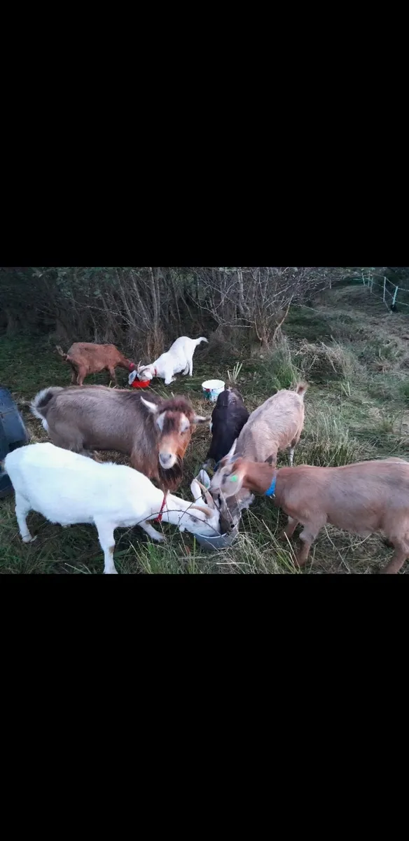 Goat buck for stud - Image 3