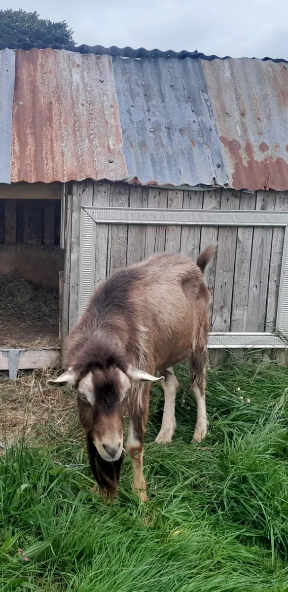 Goat buck for stud - Image 1
