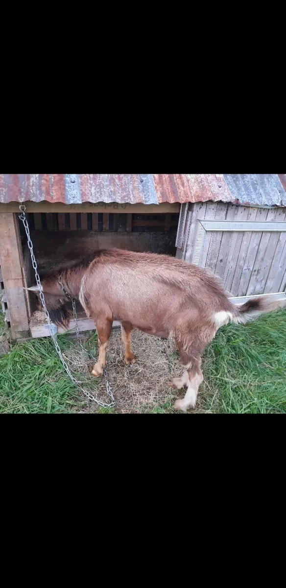 Goat buck for stud - Image 2