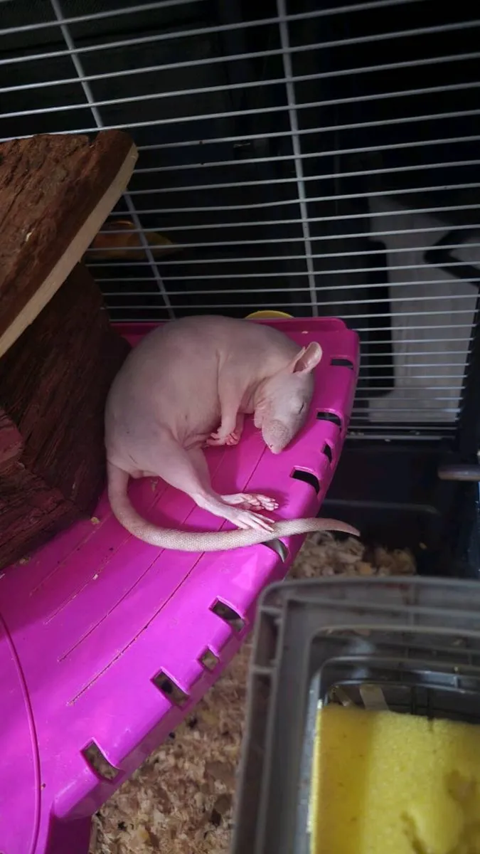 Pet rats - Image 3