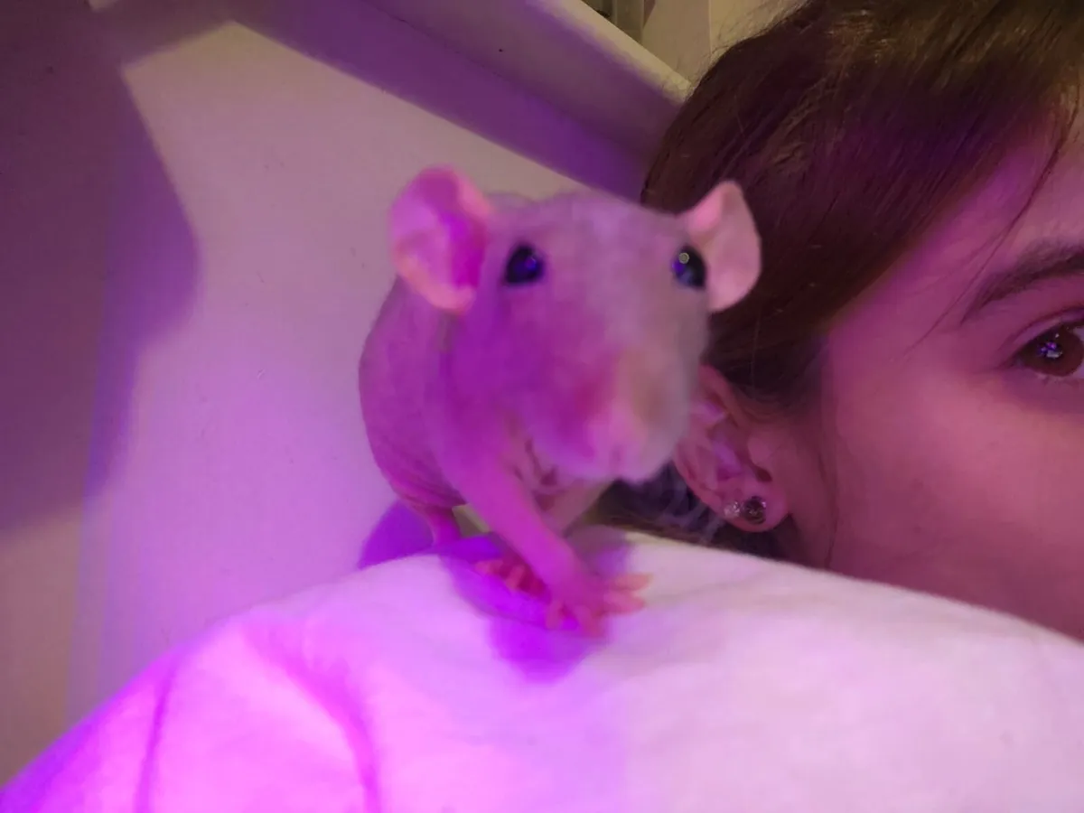 Pet rats - Image 2