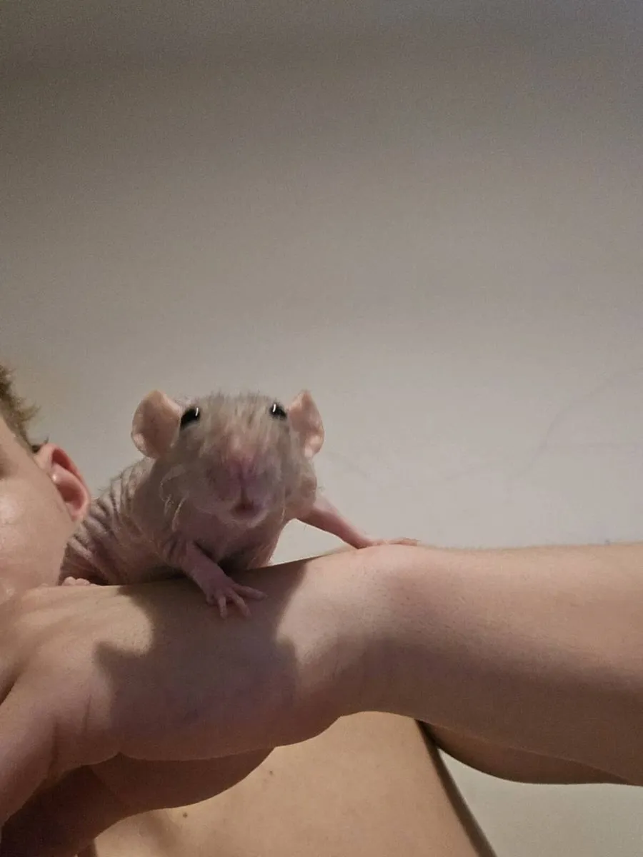 Pet rats - Image 4