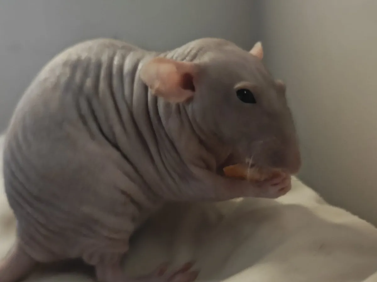 Pet rats - Image 1