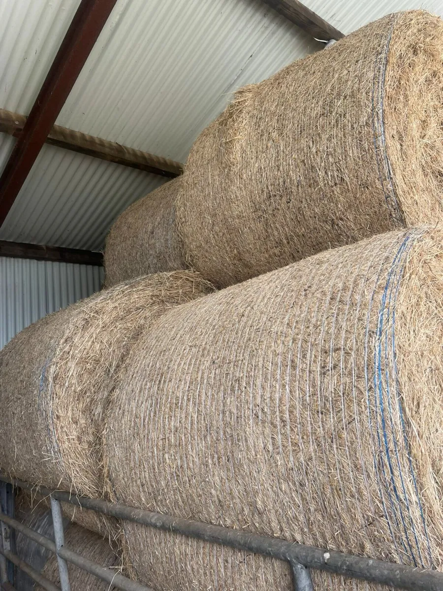 Hay - Image 1