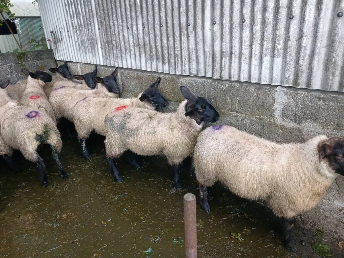Ewe Lambs For Sale - Image 2