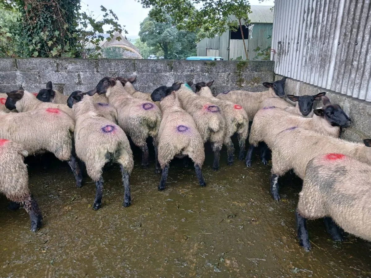 Ewe Lambs For Sale - Image 3