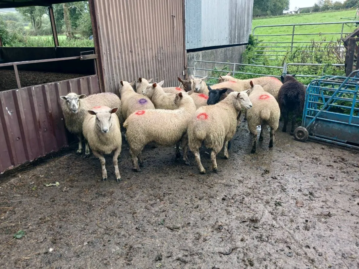 Ewe Lambs For Sale - Image 4