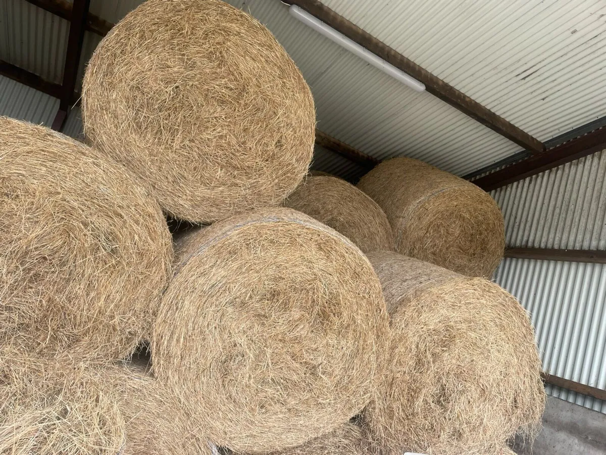 Hay - Image 2