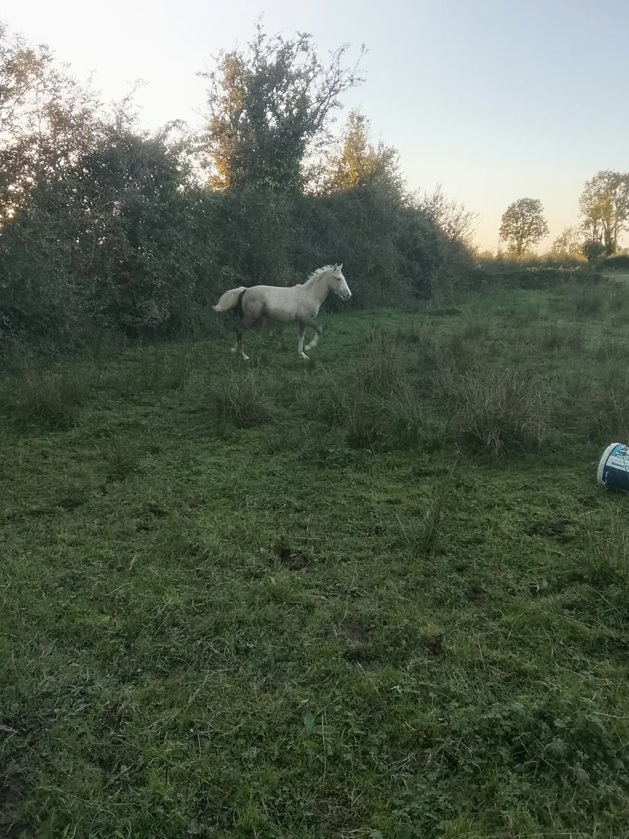 ID filly foal - Image 1