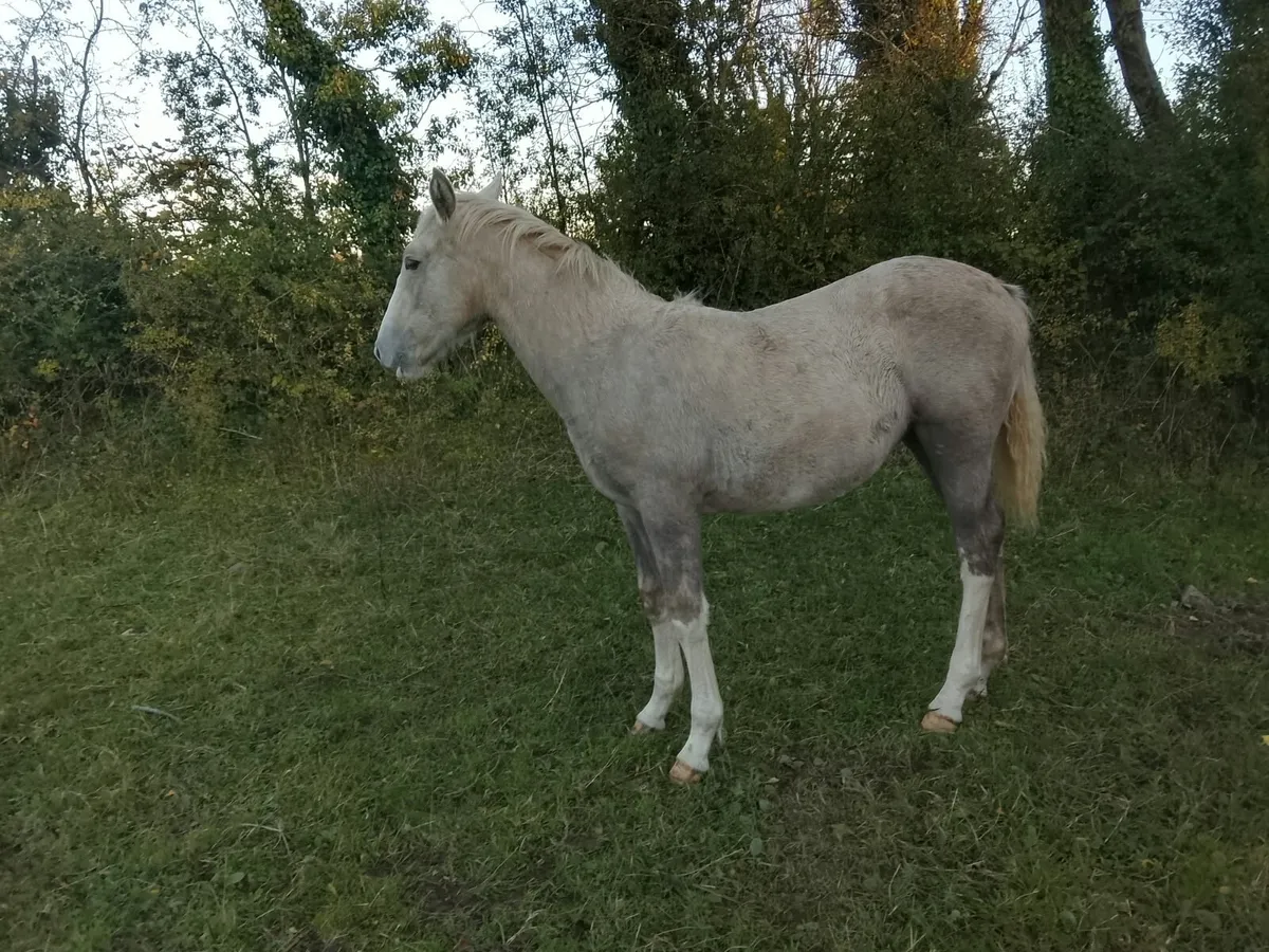 ID filly foal - Image 2