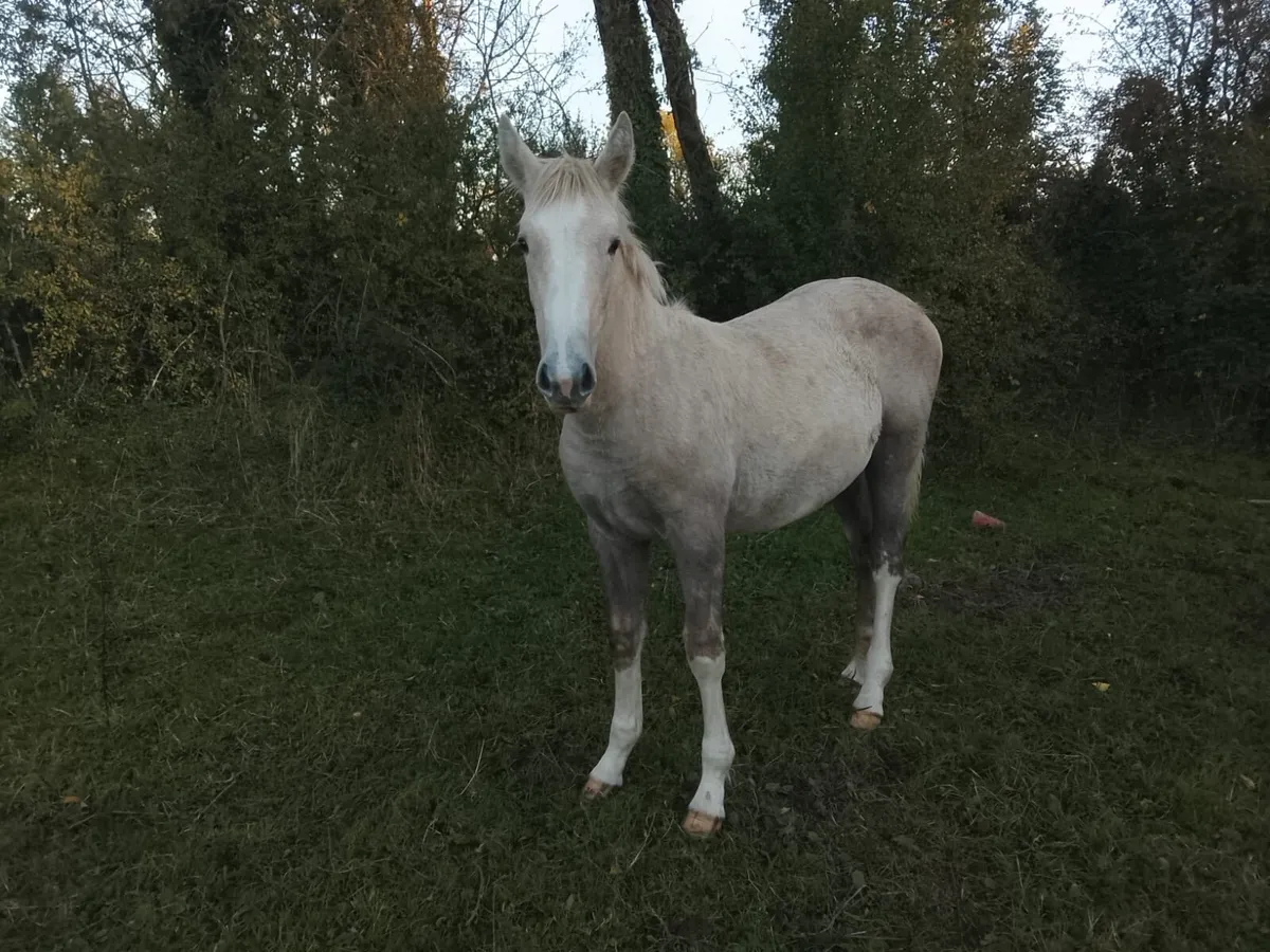 ID filly foal - Image 3