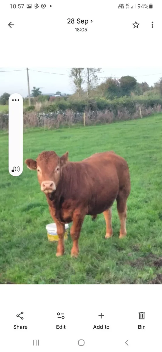 Limousin bull - Image 3