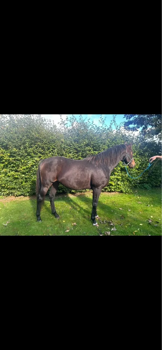 Thoroughbred stallion - Image 1