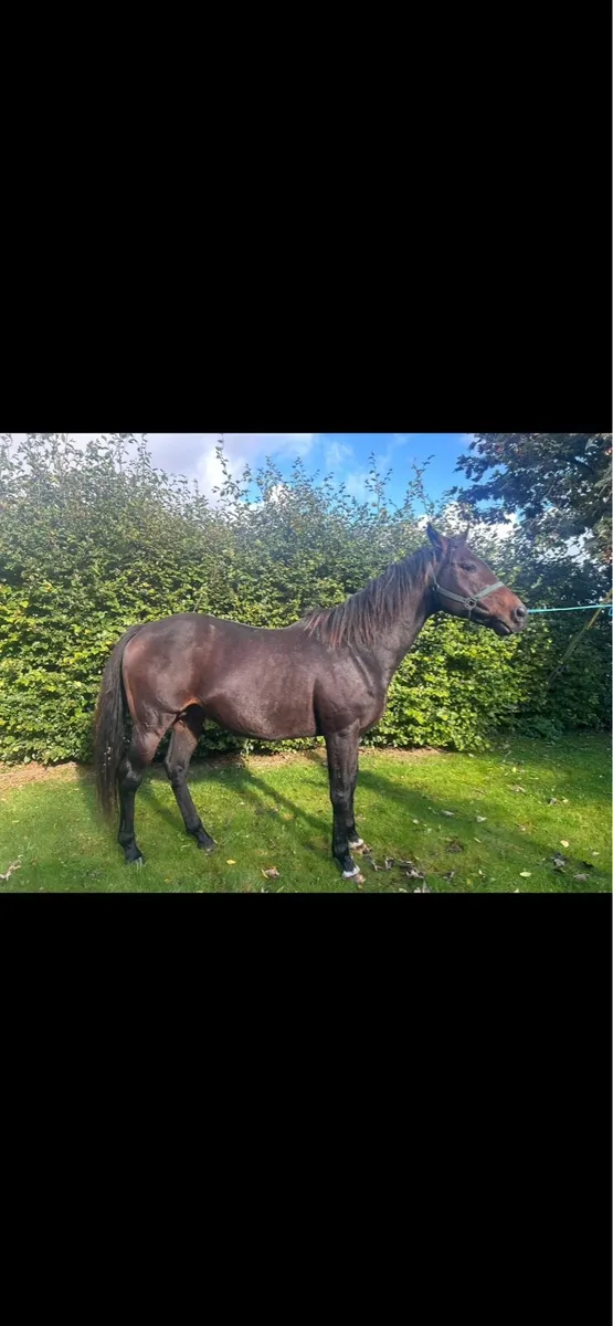Thoroughbred stallion - Image 2