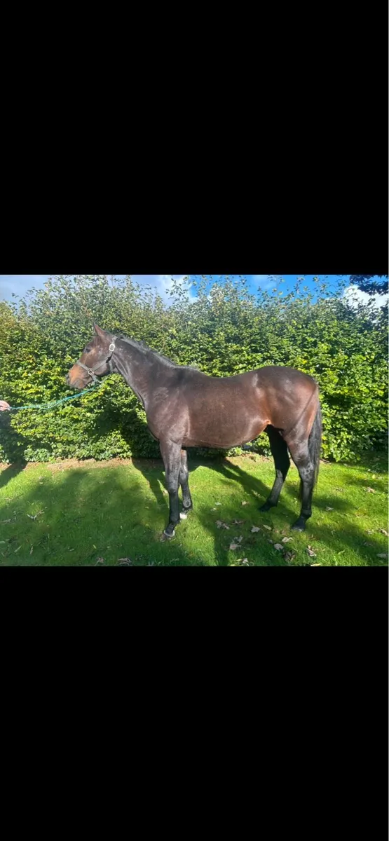 Thoroughbred stallion - Image 4