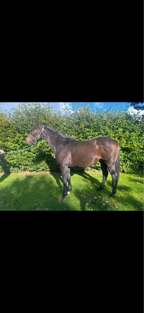 Thoroughbred stallion - Image 3