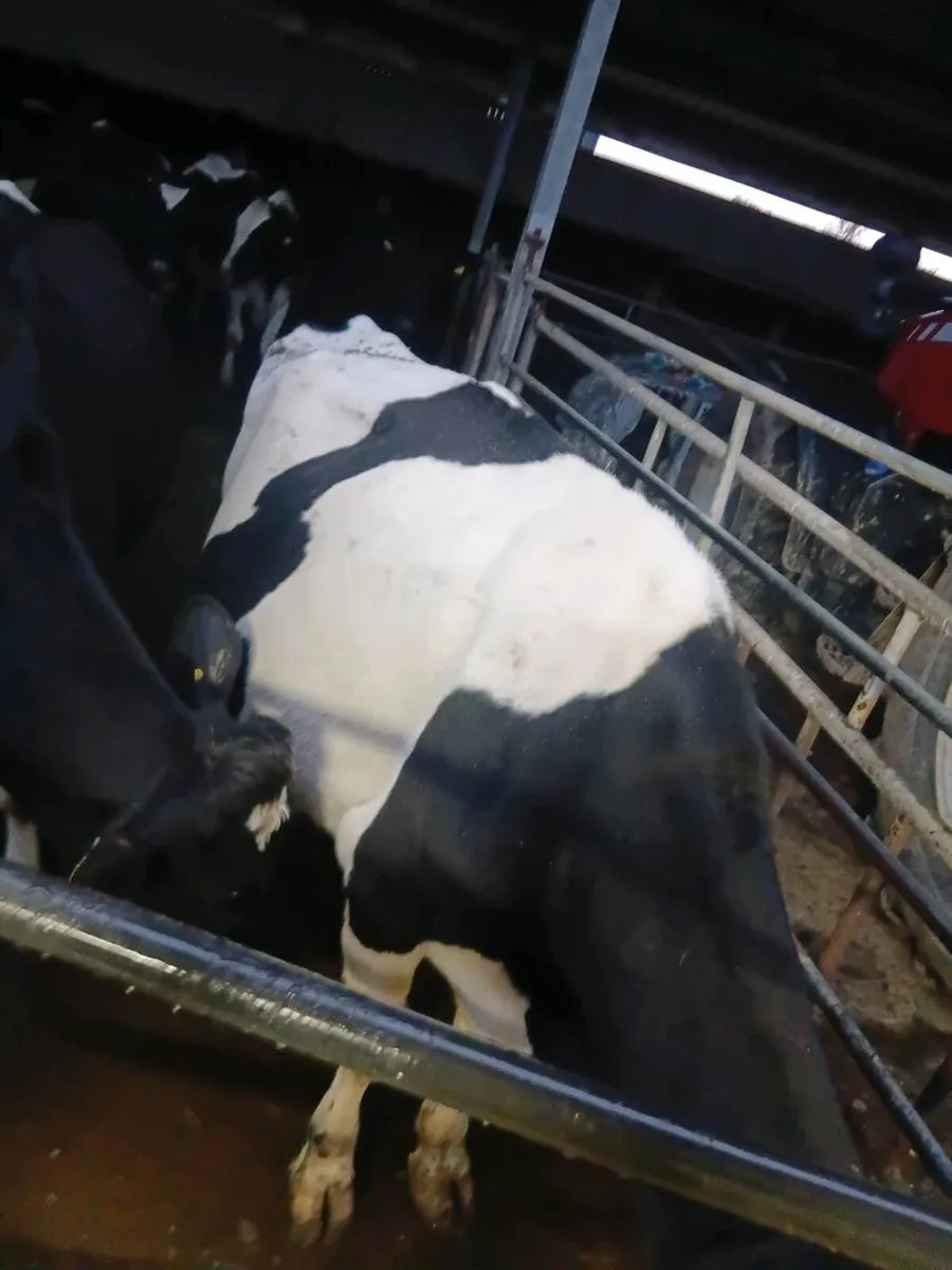 Incalf cows - Image 1