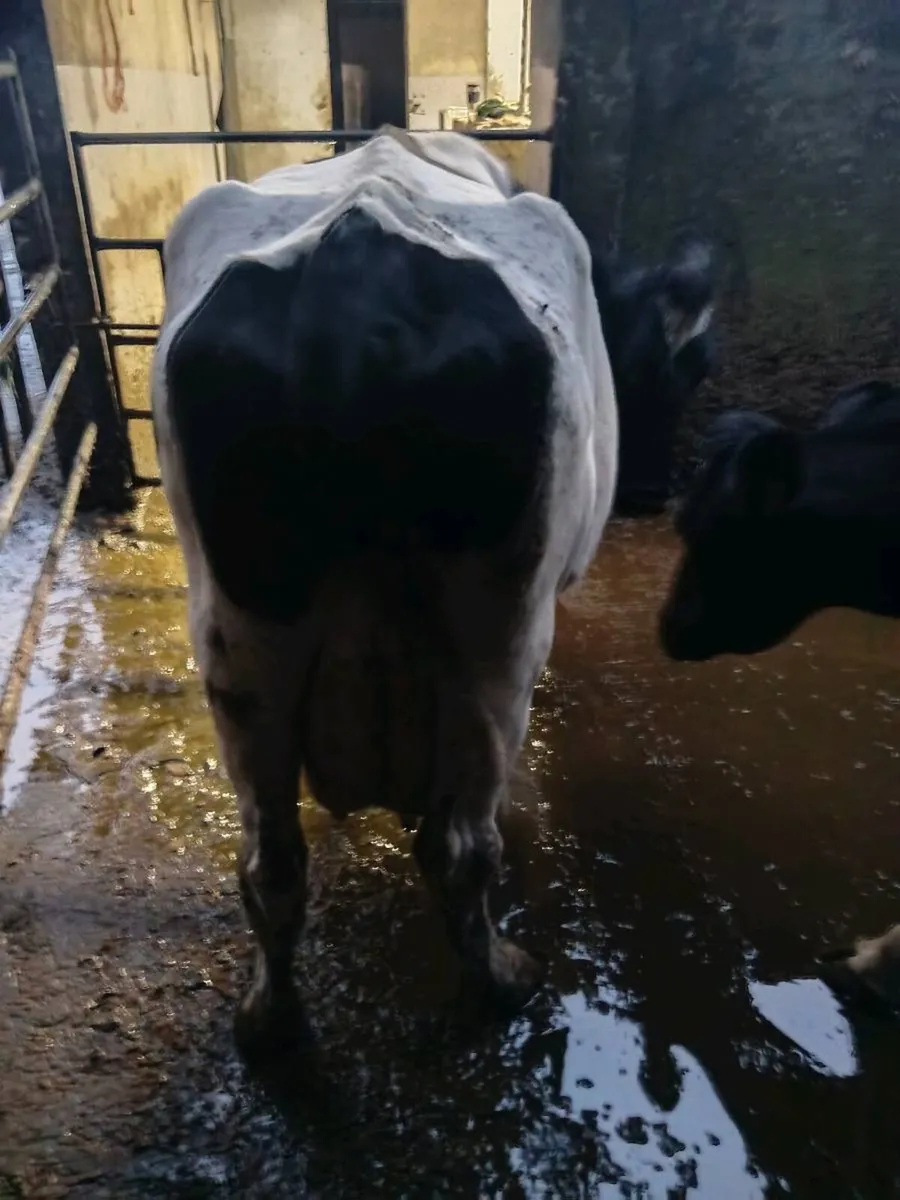 Incalf cows - Image 2