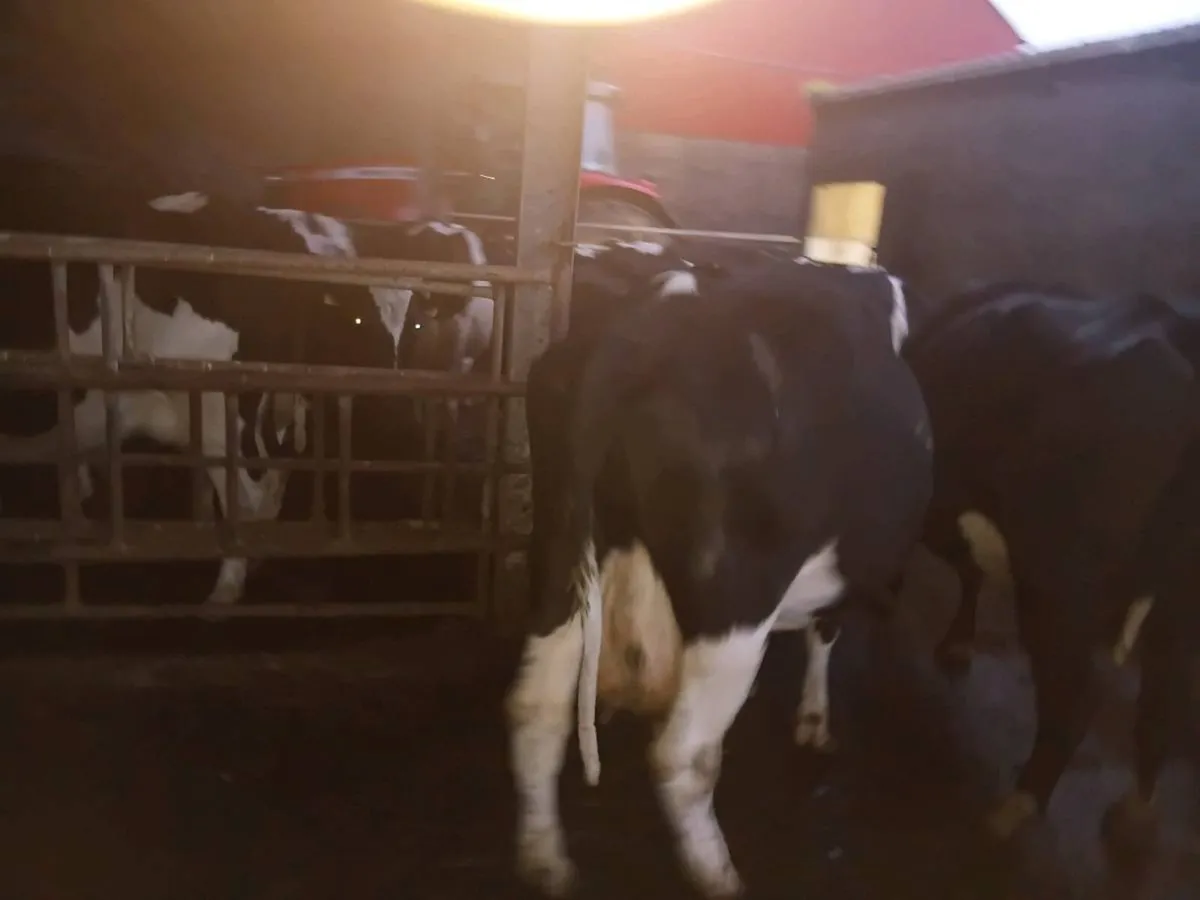 Incalf cows - Image 3