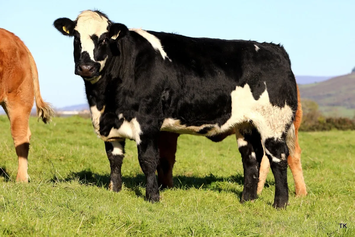 Quality Breeding Heifers for Ballymote Mart - Image 1