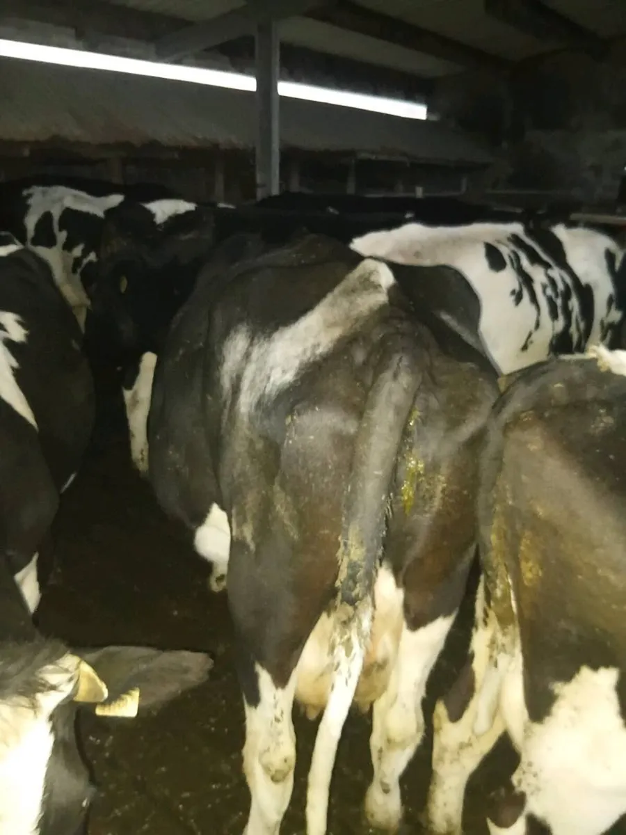 Incalf cows - Image 4
