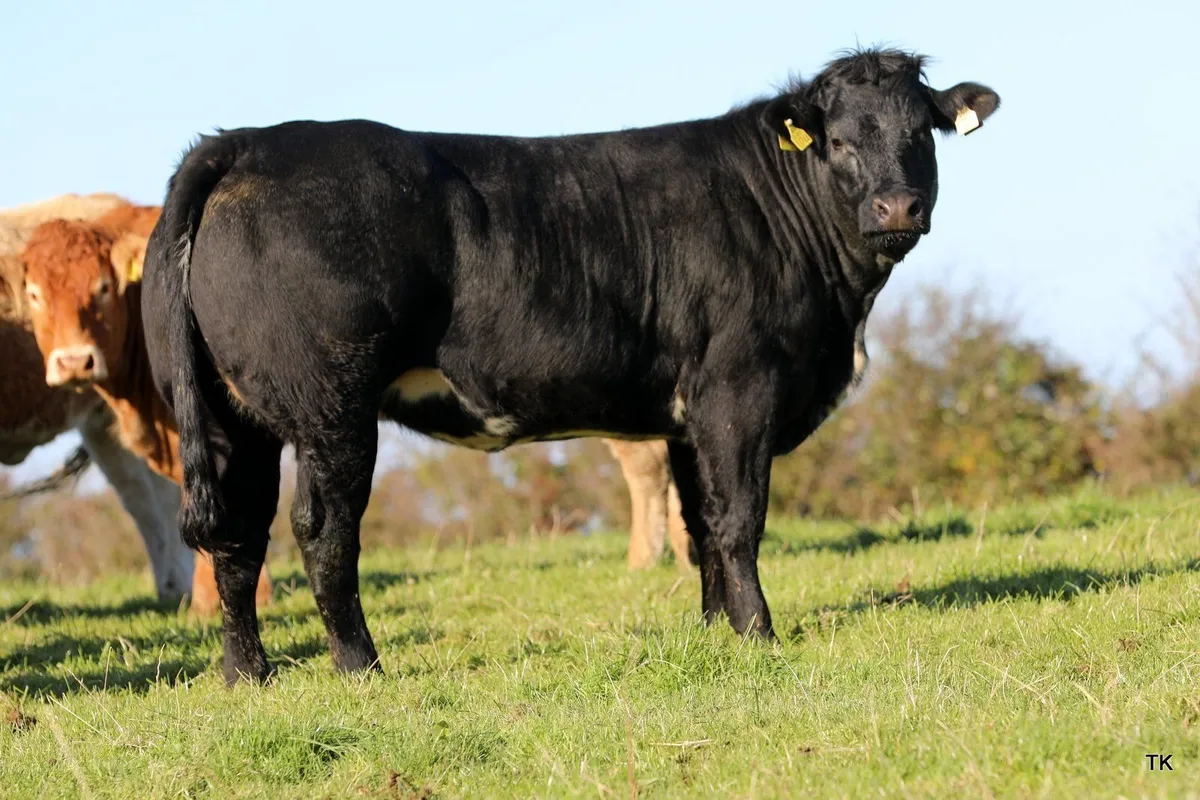 Quality Breeding Heifers for Ballymote Mart - Image 2