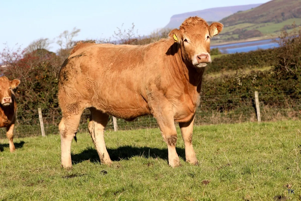Quality Breeding Heifers for Ballymote Mart - Image 3