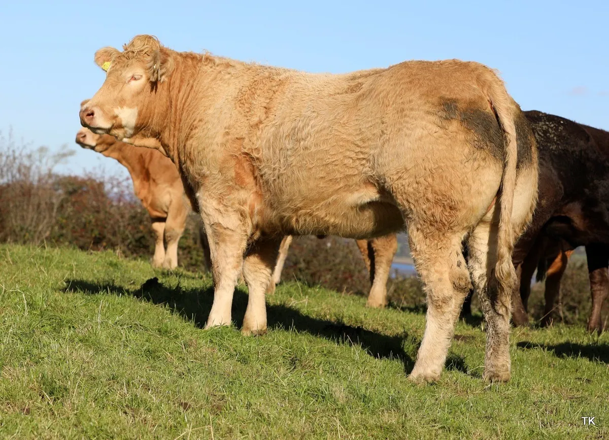 Quality Breeding Heifers for Ballymote Mart - Image 4