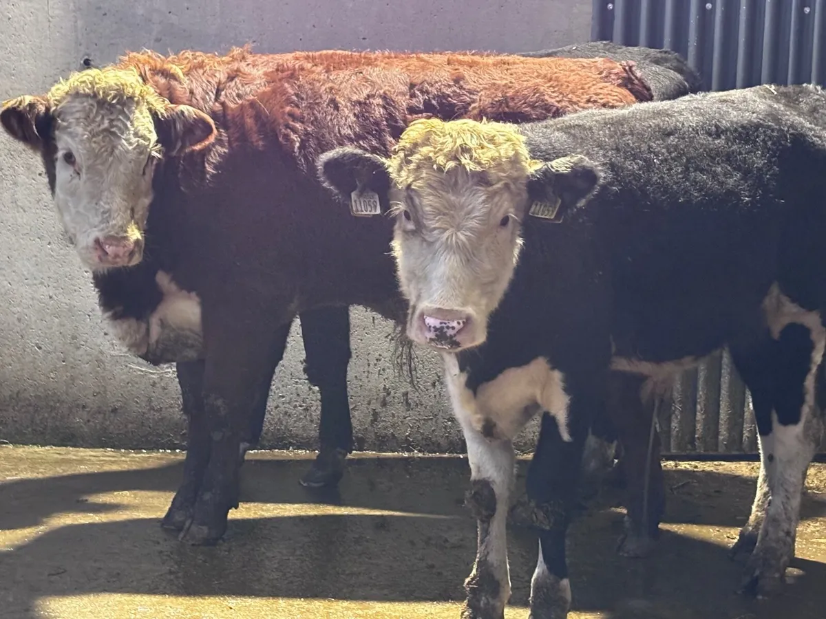 4 Hereford bull Weanlings for sale - Image 1