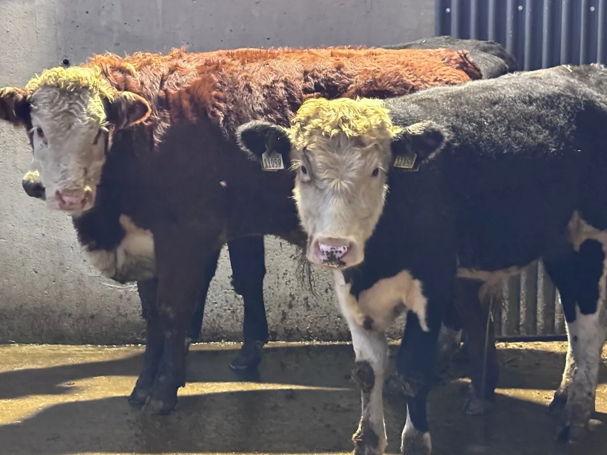 4 Hereford bull Weanlings for sale - Image 2