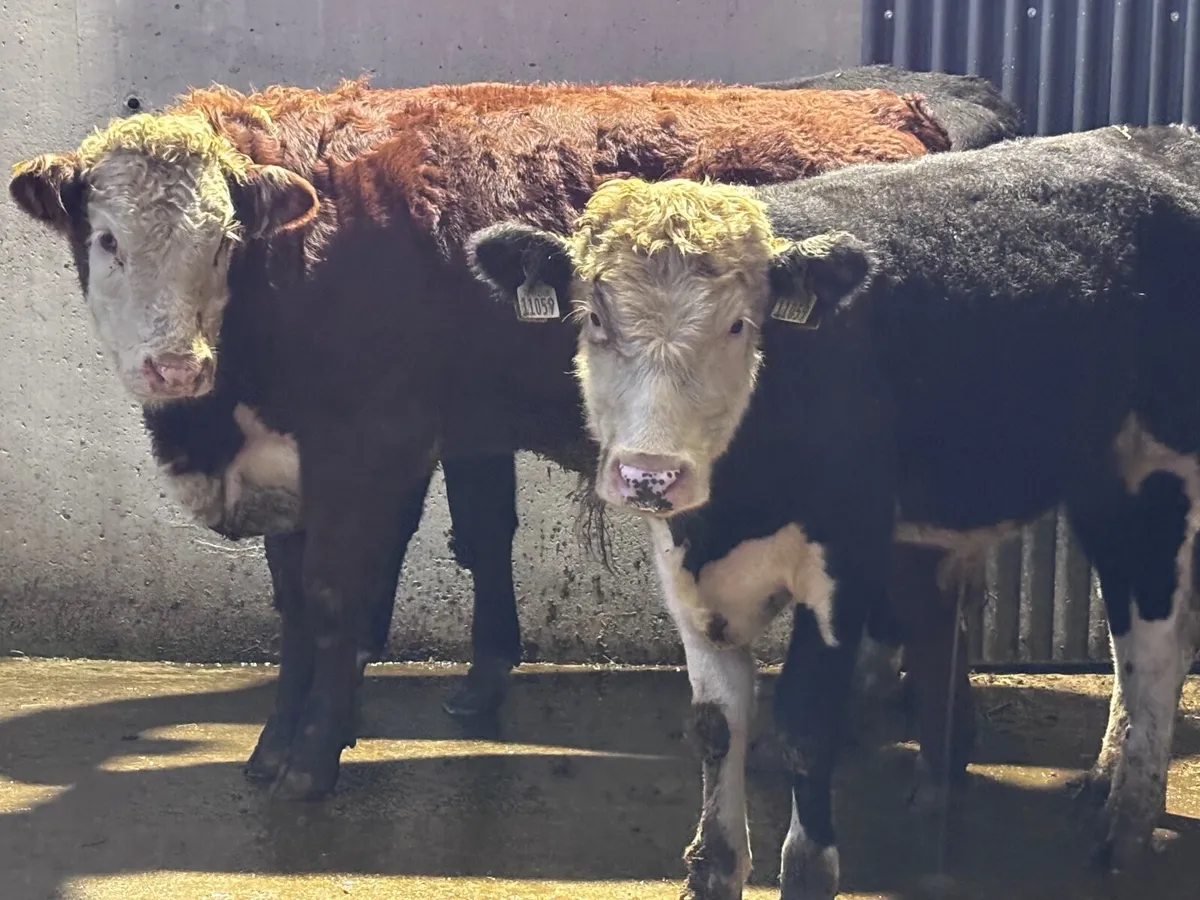 4 Hereford bull Weanlings for sale - Image 3