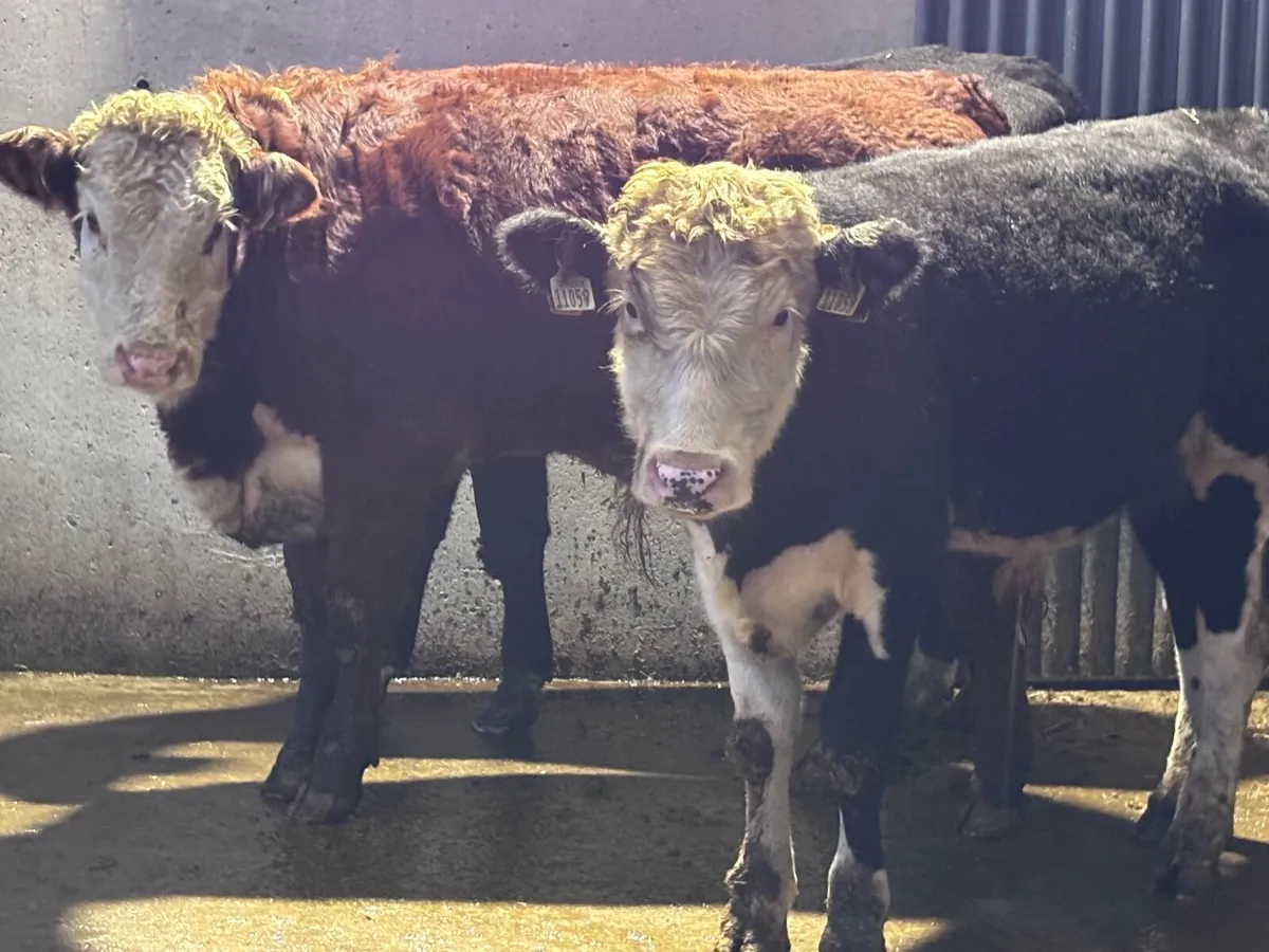 4 Hereford bull Weanlings for sale - Image 4