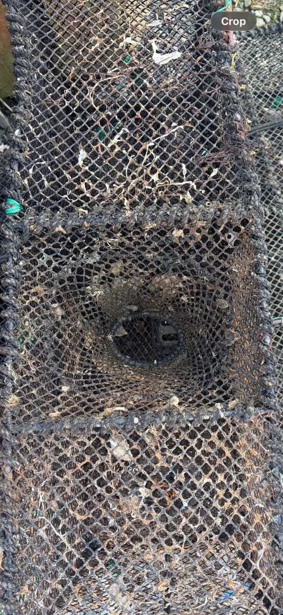 Wrasse pots - Image 2
