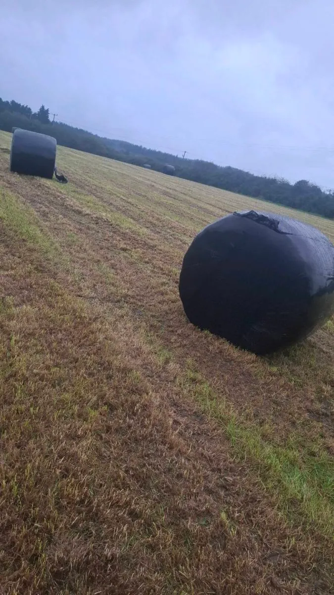 Silage bales - Image 1