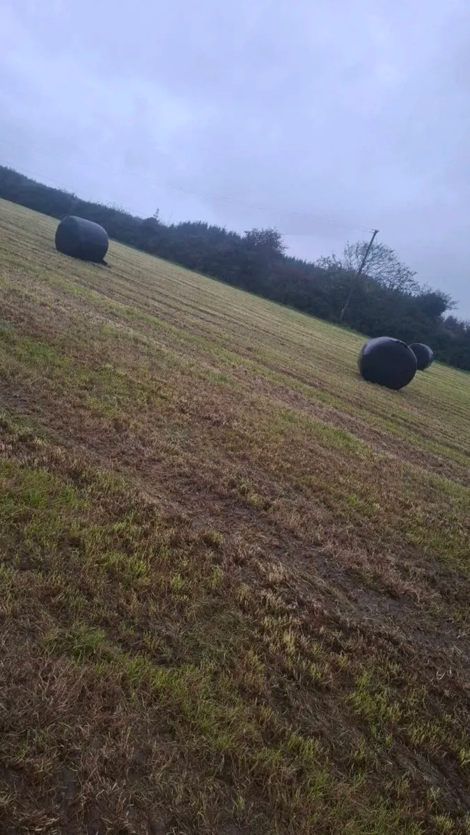Silage bales - Image 2