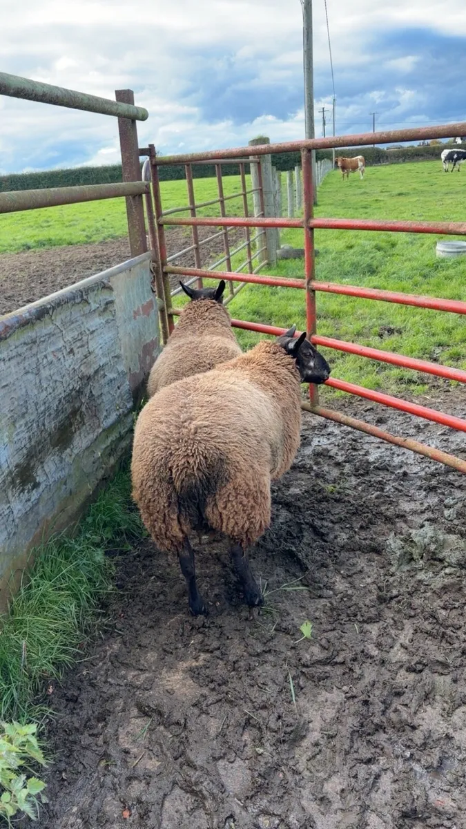 Blue Texal Ram Lambs - Image 3